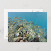 Hanauma Bay - Überzeugungswechsel Postkarte (Vorne/Hinten)