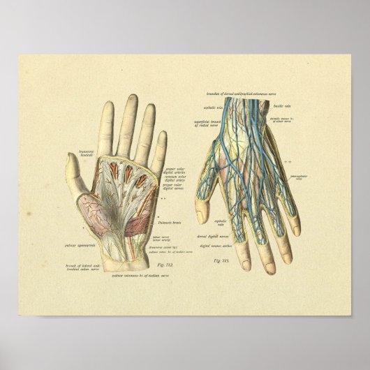 Hand Arteries Veins Nerves Anatomy Print Poster (Vorne)