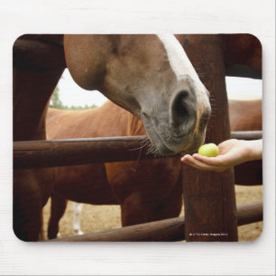 Hand, die einem Pferd einen Apfel füttert Mousepad