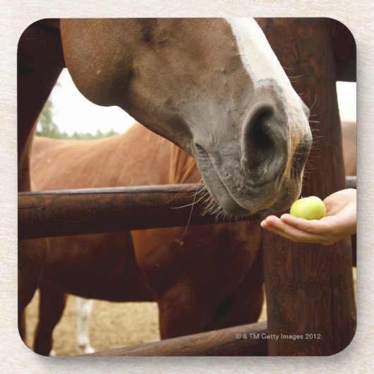 Hand, die einem Pferd einen Apfel füttert Untersetzer (Vorderseite)