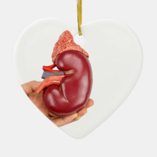 Hand, die Nierenmodell auf weißem Hintergrund hä Keramikornament