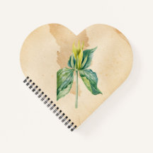 Hand Drawn Weck Robin