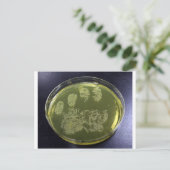 Hand Petri Dish Bacteria Postkarte (Stehend Vorderseite)
