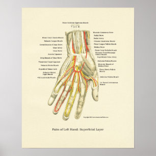 Hand-u. Handgelenk-internes Anatomie-Plakat Poster