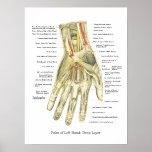 Hand-u. Handgelenk-internes Anatomie-Plakat Poster