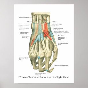 Hand-u. Handgelenk-internes Anatomie-Plakat Poster