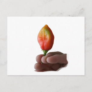 Hand-und Hot-Habernero Pepper-Foto Postkarte