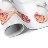 Hände, die Modell des menschlichen Nierenorgans am Geschenkpapier (Rolleneckpunkt)