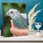 Hände mit Renntaube außerhalb.JPG Fotoplatte (Seite)