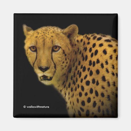 Handelsschauen mit einer prächtigen Geparden Magnet (Vorne)