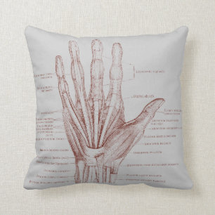Handfinger-Muskeln - Anatomie Kissen