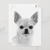 Handgemalt White Chihuahua Artwork Postkarte (Vorne/Hinten)