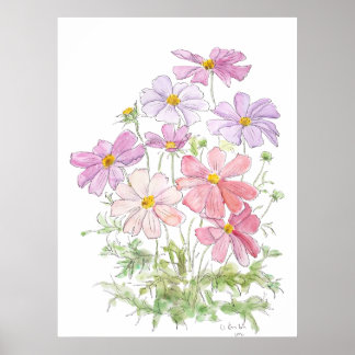 handgemalte lila und rosa Cosmos-Blumen Tinte an Poster