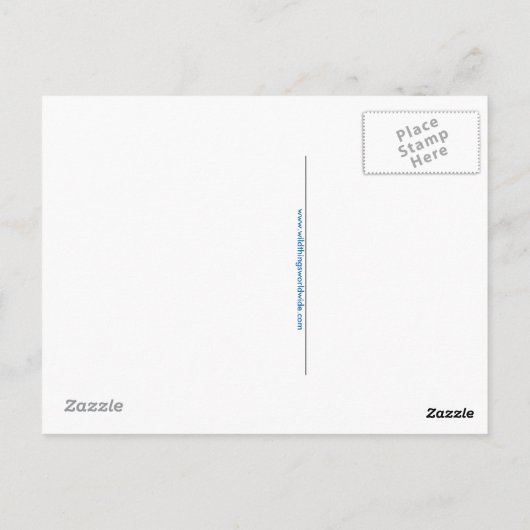 Handgezeichnet - Blauwale - Erhaltung - Natur Postkarte (Rückseite)