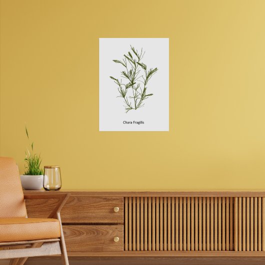 HandGezeichnet Chara fragilis Seaweed Poster (Wohnzimmer 2)