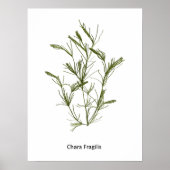 HandGezeichnet Chara fragilis Seaweed Poster (Vorne)
