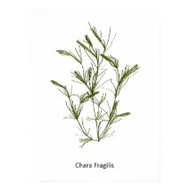 HandGezeichnet Chara fragilis Seaweed Poster