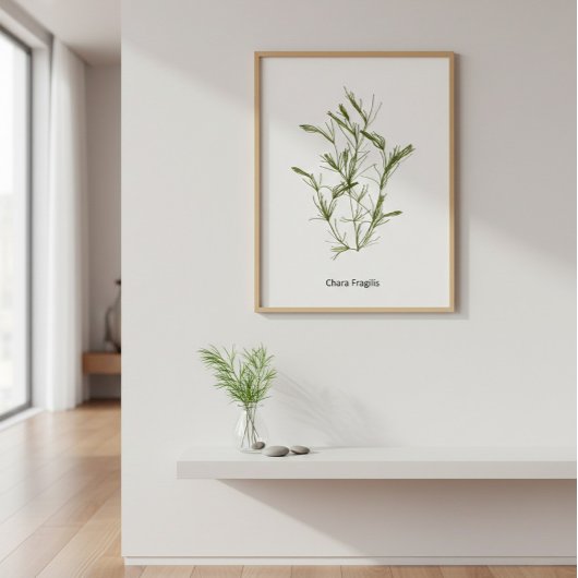 HandGezeichnet Chara fragilis Seaweed Poster