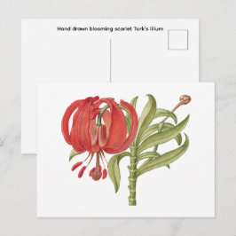 Handgezeichnete blühende scharlachrote Türken- Postkarte
