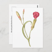 Handgezeichnete blutrosa Dianthus-Blume Postkarte (Vorne/Hinten)