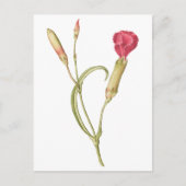 Handgezeichnete blutrosa Dianthus-Blume Postkarte (Vorderseite)