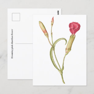 Handgezeichnete blutrosa Dianthus-Blume Postkarte