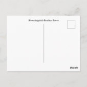 Handgezeichnete blutrosa Dianthus-Blume Postkarte (Rückseite)