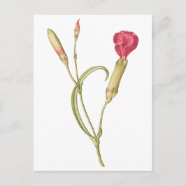 Handgezeichnete blutrosa Dianthus-Blume Postkarte