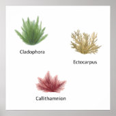 Handgezeichnete Cladophora, Ektocarpus Seetang Poster (Vorne)