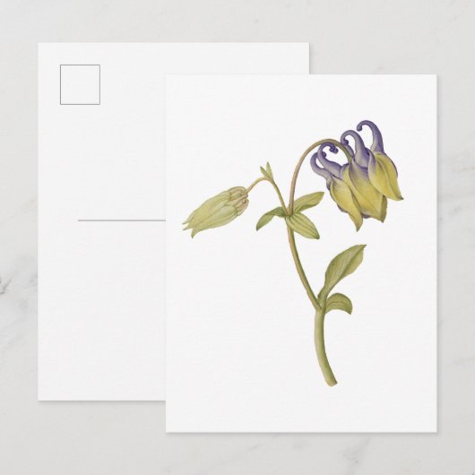 Handgezeichnete gewöhnliche Akelei-Blume Postkarte (Vorne/Hinten)