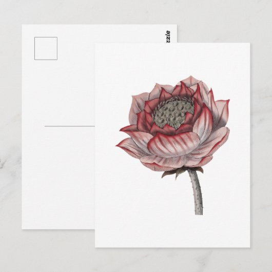 Handgezeichnete Lotus-Illustration Postkarte (Vorne/Hinten)