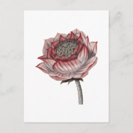 Handgezeichnete Lotus-Illustration Postkarte