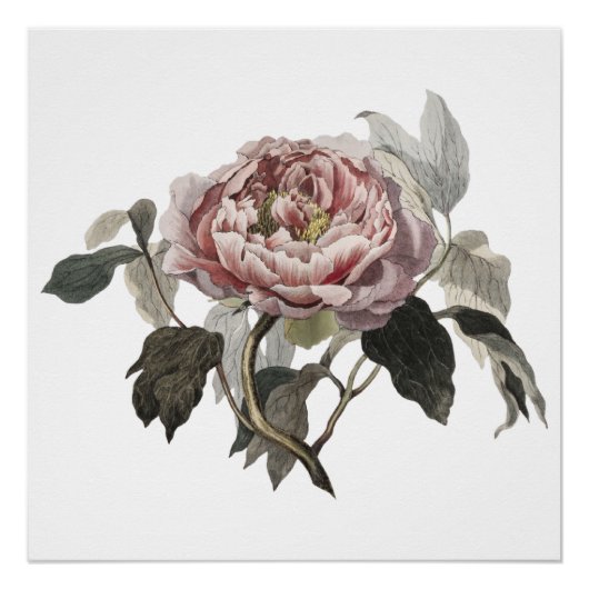 Handgezeichnete rosa Kohlrose Poster (Vorderseite)