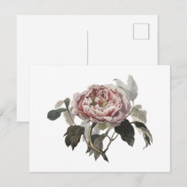 Handgezeichnete rosa Kohlrose Postkarte