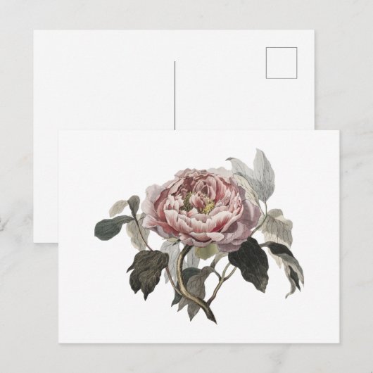 Handgezeichnete rosa Kohlrose Postkarte (Vorne/Hinten)