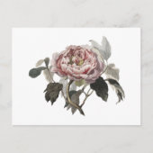 Handgezeichnete rosa Kohlrose Postkarte (Vorderseite)