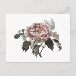 Handgezeichnete rosa Kohlrose Postkarte