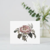 Handgezeichnete rosa Kohlrose Postkarte (Stehend Vorderseite)