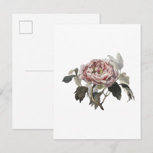 Handgezeichnete rosa Kohlrose. Postkarte