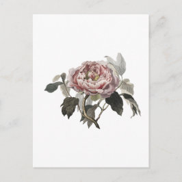 Handgezeichnete rosa Kohlrose. Postkarte