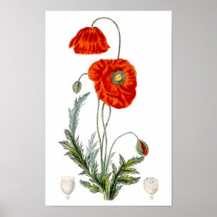 Handgezeichnete rote Mohn-Illustration Mohn Poster