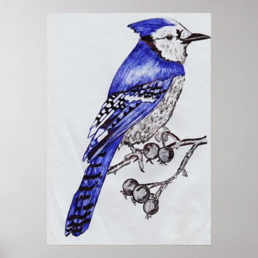 Handgezeichneter Blauhäher| Schwarz- und Blautinte Poster (Vorne)