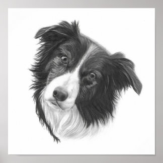Handgezeichnetes Grenz-Collie-Dog-Portrait Poster