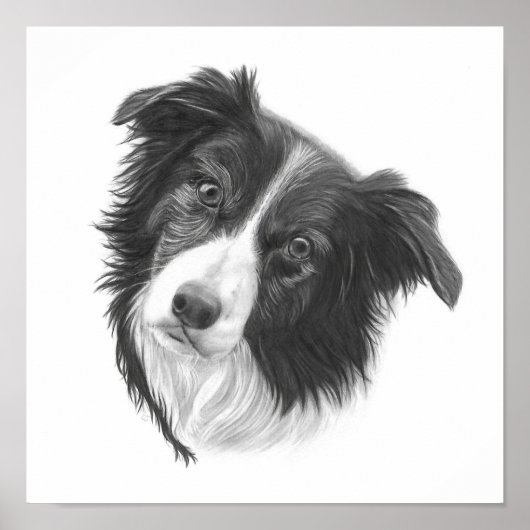 Handgezeichnetes Grenz-Collie-Dog-Portrait Poster (Vorne)