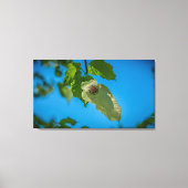 Handkerchef Tree Leinwanddruck (Vorderseite)