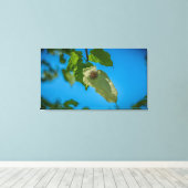 Handkerchef Tree Leinwanddruck (Insitu (Holzboden))