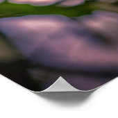 Handkerchef Tree Poster (Ecke)