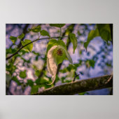 Handkerchef Tree Poster (Vorne)