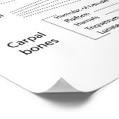 Handknochen, beschriftet. poster (Ecke)