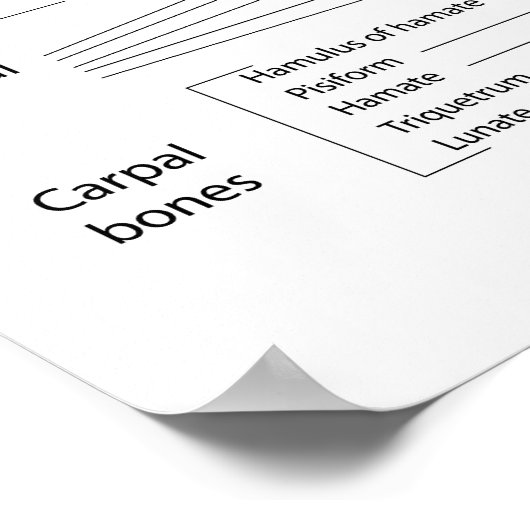 Handknochen, beschriftet. poster (Ecke)